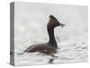 USA, California. Eared Grebe with Fish, Elkhorn Slough, Monterey Bay-Gary Luhm-Stretched Canvas