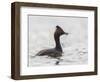 USA, California. Eared Grebe with Fish, Elkhorn Slough, Monterey Bay-Gary Luhm-Framed Photographic Print