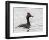 USA, California. Eared Grebe with Fish, Elkhorn Slough, Monterey Bay-Gary Luhm-Framed Photographic Print