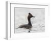 USA, California. Eared Grebe with Fish, Elkhorn Slough, Monterey Bay-Gary Luhm-Framed Photographic Print