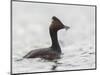 USA, California. Eared Grebe with Fish, Elkhorn Slough, Monterey Bay-Gary Luhm-Mounted Photographic Print