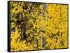 USA, California, Eastern Sierra. Aspen Trees During Autumn in Lundy Canyon-Ann Collins-Framed Stretched Canvas