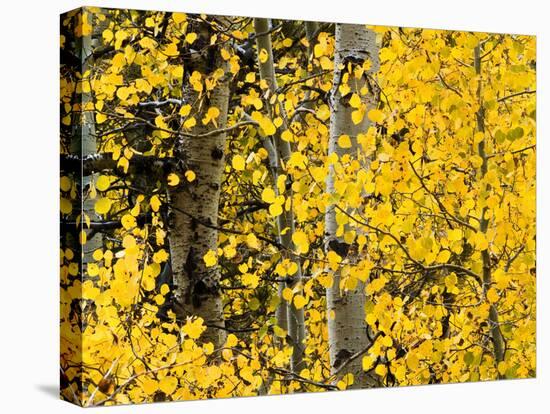 USA, California, Eastern Sierra. Aspen Trees During Autumn in Lundy Canyon-Ann Collins-Stretched Canvas