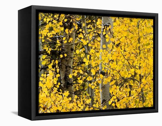 USA, California, Eastern Sierra. Aspen Trees During Autumn in Lundy Canyon-Ann Collins-Framed Stretched Canvas