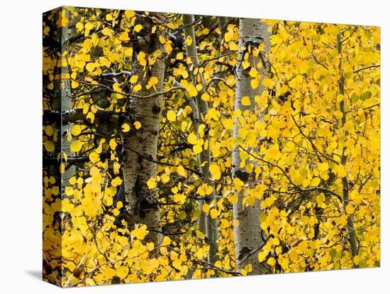 USA, California, Eastern Sierra. Aspen Trees During Autumn in Lundy Canyon-Ann Collins-Stretched Canvas