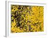 USA, California, Eastern Sierra. Aspen Trees During Autumn in Lundy Canyon-Ann Collins-Framed Photographic Print