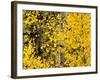 USA, California, Eastern Sierra. Aspen Trees During Autumn in Lundy Canyon-Ann Collins-Framed Photographic Print