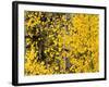 USA, California, Eastern Sierra. Aspen Trees During Autumn in Lundy Canyon-Ann Collins-Framed Photographic Print