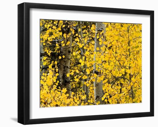 USA, California, Eastern Sierra. Aspen Trees During Autumn in Lundy Canyon-Ann Collins-Framed Photographic Print