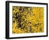 USA, California, Eastern Sierra. Aspen Trees During Autumn in Lundy Canyon-Ann Collins-Framed Photographic Print