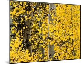 USA, California, Eastern Sierra. Aspen Trees During Autumn in Lundy Canyon-Ann Collins-Mounted Photographic Print