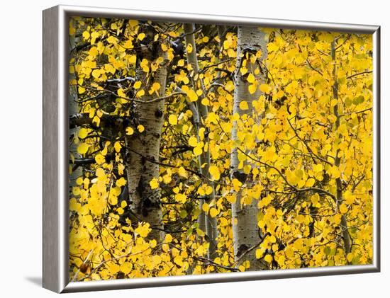 USA, California, Eastern Sierra. Aspen Trees During Autumn in Lundy Canyon-Ann Collins-Framed Photographic Print