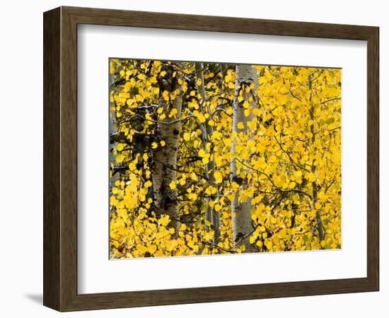 USA, California, Eastern Sierra. Aspen Trees During Autumn in Lundy Canyon-Ann Collins-Framed Photographic Print