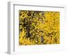 USA, California, Eastern Sierra. Aspen Trees During Autumn in Lundy Canyon-Ann Collins-Framed Photographic Print