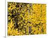 USA, California, Eastern Sierra. Aspen Trees During Autumn in Lundy Canyon-Ann Collins-Framed Photographic Print