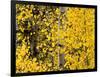 USA, California, Eastern Sierra. Aspen Trees During Autumn in Lundy Canyon-Ann Collins-Framed Photographic Print