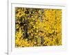 USA, California, Eastern Sierra. Aspen Trees During Autumn in Lundy Canyon-Ann Collins-Framed Photographic Print