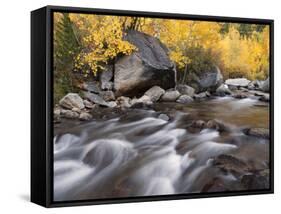 USA, California, Eastern Sierra. Aspens Along North Fork of Bishop Creek-Ann Collins-Framed Stretched Canvas