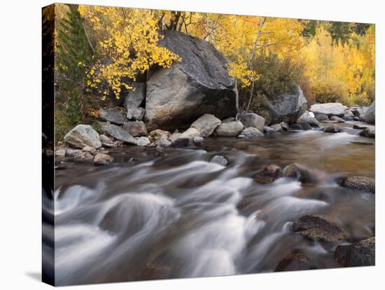 USA, California, Eastern Sierra. Aspens Along North Fork of Bishop Creek-Ann Collins-Stretched Canvas