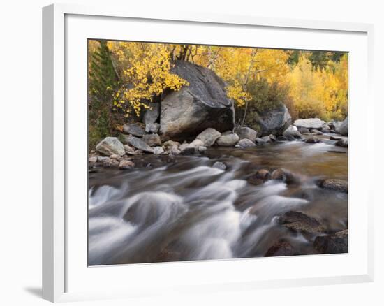 USA, California, Eastern Sierra. Aspens Along North Fork of Bishop Creek-Ann Collins-Framed Photographic Print