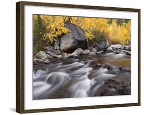 USA, California, Eastern Sierra. Aspens Along North Fork of Bishop Creek-Ann Collins-Framed Photographic Print