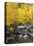 USA, California, Eastern Sierra. Bishop Creek During Autumn-Ann Collins-Stretched Canvas