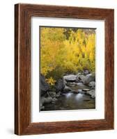 USA, California, Eastern Sierra. Bishop Creek During Autumn-Ann Collins-Framed Photographic Print