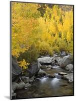 USA, California, Eastern Sierra. Bishop Creek During Autumn-Ann Collins-Mounted Photographic Print