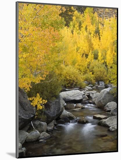 USA, California, Eastern Sierra. Bishop Creek During Autumn-Ann Collins-Mounted Photographic Print