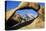 USA, California, Eastern Sierra. Lone Pine Peak Through the Mobius Arch in the Alabama Hills-Ann Collins-Stretched Canvas