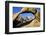 USA, California, Eastern Sierra. Lone Pine Peak Through the Mobius Arch in the Alabama Hills-Ann Collins-Framed Photographic Print