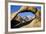 USA, California, Eastern Sierra. Lone Pine Peak Through the Mobius Arch in the Alabama Hills-Ann Collins-Framed Photographic Print