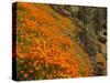USA, California, El Portal. California Poppies Along Hite Cove Trail Near Yosemite National Park-Ann Collins-Stretched Canvas