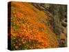 USA, California, El Portal. California Poppies Along Hite Cove Trail Near Yosemite National Park-Ann Collins-Stretched Canvas