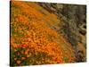 USA, California, El Portal. California Poppies Along Hite Cove Trail Near Yosemite National Park-Ann Collins-Stretched Canvas