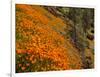 USA, California, El Portal. California Poppies Along Hite Cove Trail Near Yosemite National Park-Ann Collins-Framed Photographic Print