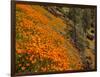 USA, California, El Portal. California Poppies Along Hite Cove Trail Near Yosemite National Park-Ann Collins-Framed Photographic Print