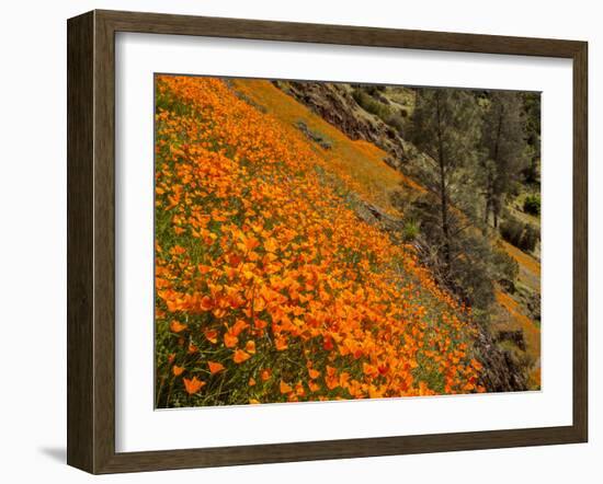 USA, California, El Portal. California Poppies Along Hite Cove Trail Near Yosemite National Park-Ann Collins-Framed Photographic Print