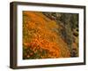 USA, California, El Portal. California Poppies Along Hite Cove Trail Near Yosemite National Park-Ann Collins-Framed Photographic Print