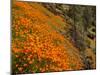 USA, California, El Portal. California Poppies Along Hite Cove Trail Near Yosemite National Park-Ann Collins-Mounted Photographic Print