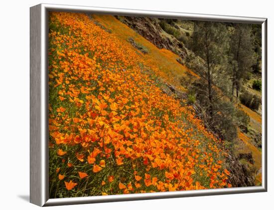 USA, California, El Portal. California Poppies Along Hite Cove Trail Near Yosemite National Park-Ann Collins-Framed Photographic Print