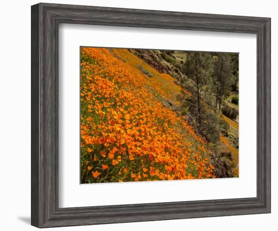 USA, California, El Portal. California Poppies Along Hite Cove Trail Near Yosemite National Park-Ann Collins-Framed Photographic Print