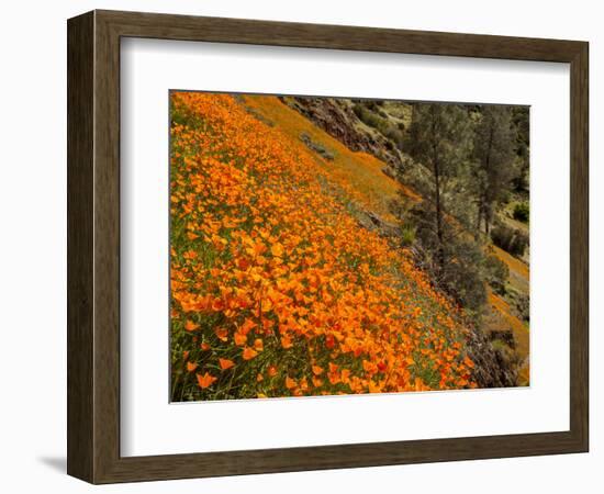 USA, California, El Portal. California Poppies Along Hite Cove Trail Near Yosemite National Park-Ann Collins-Framed Photographic Print