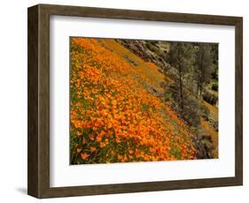 USA, California, El Portal. California Poppies Along Hite Cove Trail Near Yosemite National Park-Ann Collins-Framed Photographic Print