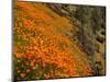 USA, California, El Portal. California Poppies Along Hite Cove Trail Near Yosemite National Park-Ann Collins-Mounted Photographic Print