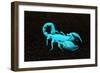 USA, California. Emperor scorpion under black light.-Jaynes Gallery-Framed Photographic Print