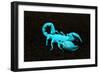 USA, California. Emperor scorpion under black light.-Jaynes Gallery-Framed Photographic Print