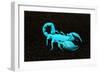 USA, California. Emperor scorpion under black light.-Jaynes Gallery-Framed Photographic Print