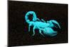 USA, California. Emperor scorpion under black light.-Jaynes Gallery-Mounted Photographic Print