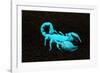 USA, California. Emperor scorpion under black light.-Jaynes Gallery-Framed Photographic Print